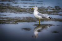 Seagull